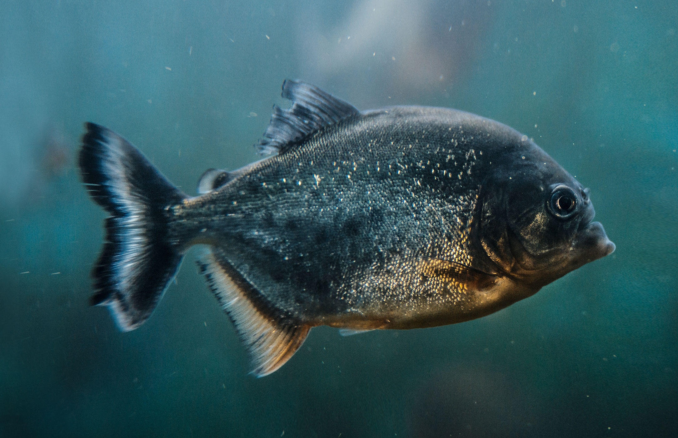Preferências e recetividade de “novos” peixes: variabilidade do género e das habilitações literárias (2016)