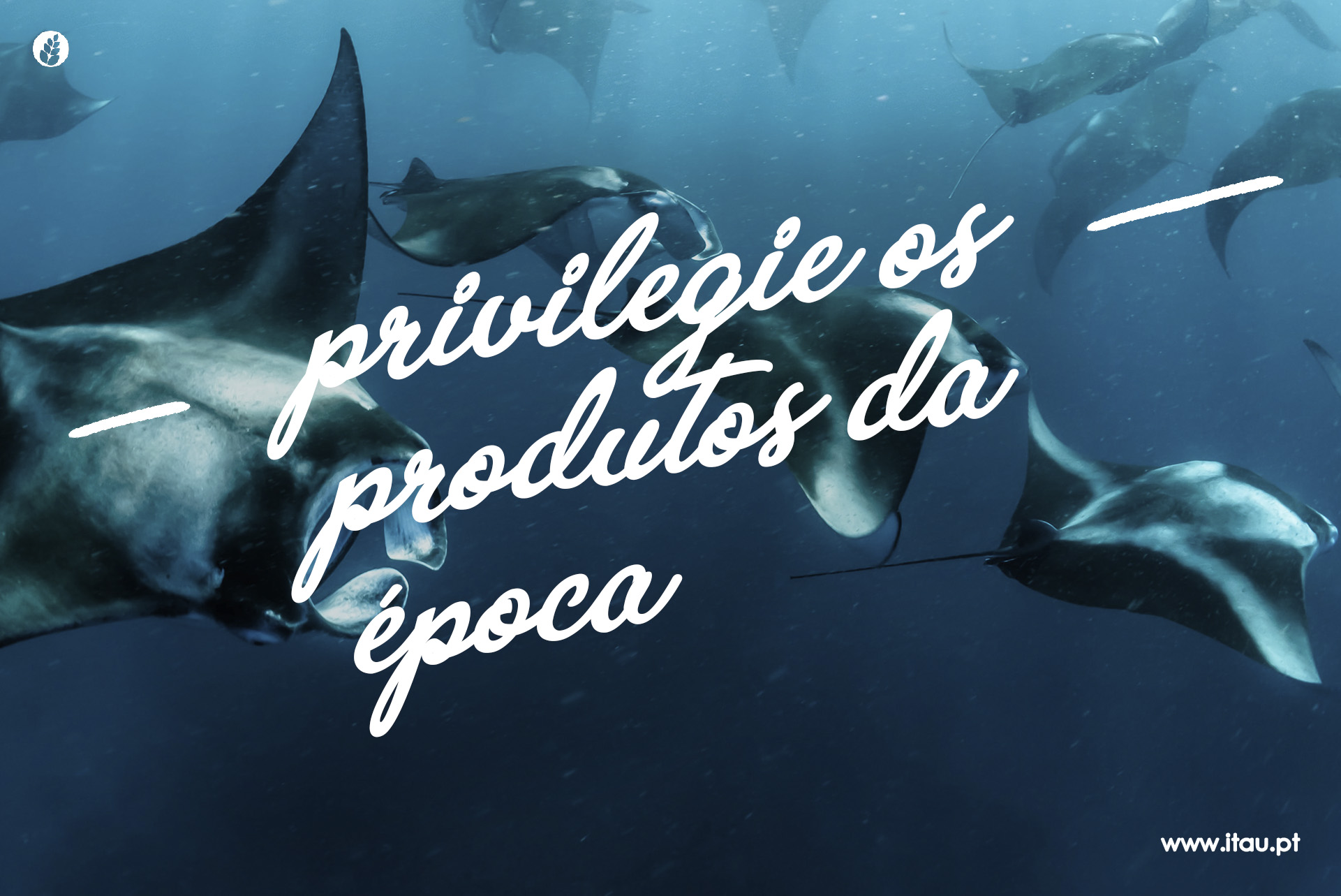 Privilegie os produtos da época – Raia